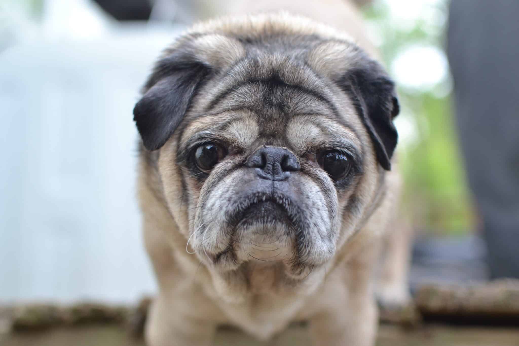 Pugsley - Pawsitively Pugs Rescue